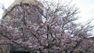 やっぱり桜は綺麗ですね(^^♪